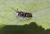 Hylaeus sp.